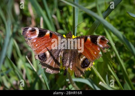 Lepidoptera Nymphalis io (tagpfauenauge/Schmetterling Tagpfauenauge) Stockfoto