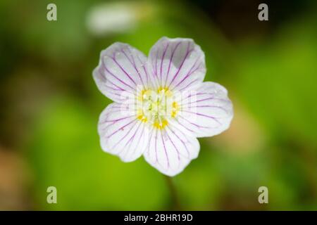 Waldsauerklee (Oxalis acetosella) Stockfoto