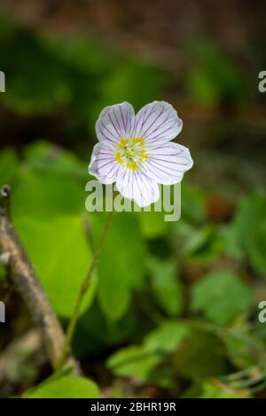 Waldsauerklee (Oxalis acetosella) Stockfoto
