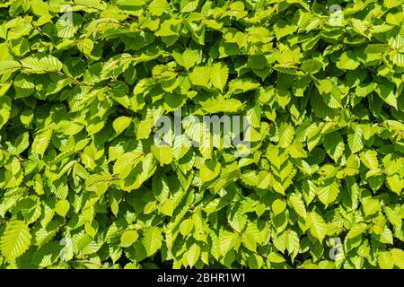 Nahaufnahme von grünen Blättern auf einer Hainbuche Hedge. Stockfoto