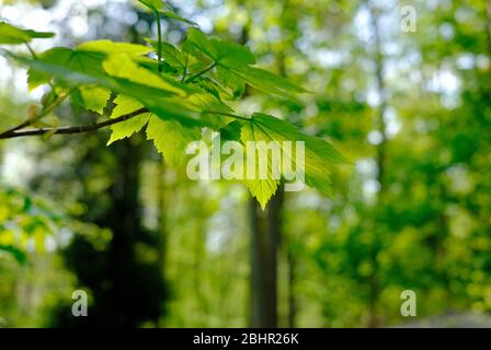 Nahaufnahme von frühlingsgrünen Blättern auf Bäumen im Wald, norfolk, england Stockfoto