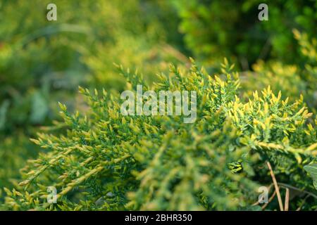 Grüner Hintergrund mit einem Nadelmotiv. Frühfrühling im Garten. Der Charme des Parks. Stockfoto