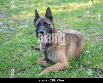 Belgischen Schäferhund malinois Stockfoto