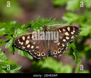 Gesprenkelte Holz Schmetterling. Hurst Wiesen, West Molesey Surrey, England. Stockfoto