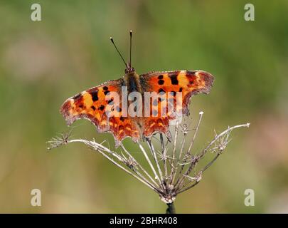 Komma Schmetterling in Ruhe. Hurst Meadows, East Molesey, Surrey, England. Stockfoto