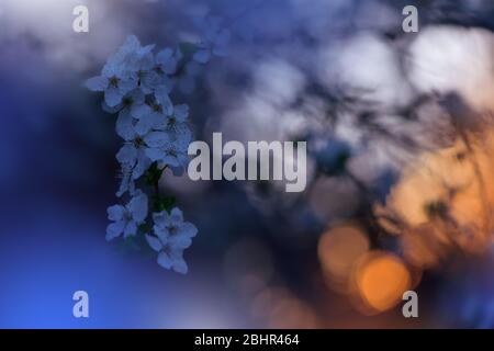 Schöne Natur Hintergrund.Floral Art Design.Abstrakte Makro-Fotografie.Bunte Blume.Blühende Frühlingsblumen.Kreative Künstlerische Wallpaper.Blue Sky. Stockfoto