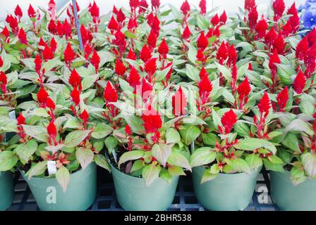 Rote Celosia plumosa in Topfe, Zwergcelosia. Topfpflanzen im Gewächshaus Stockfoto