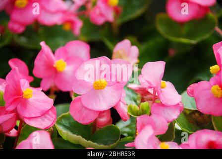 Begonien,semperflorens begonias,im Garten, eingetopfte Begonien Stockfoto