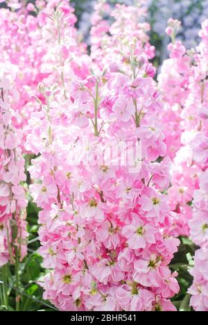 Matthiola incana Blume, Stockblumen, Schnittblumen im Kindergarten, volle Blüte. Stockfoto