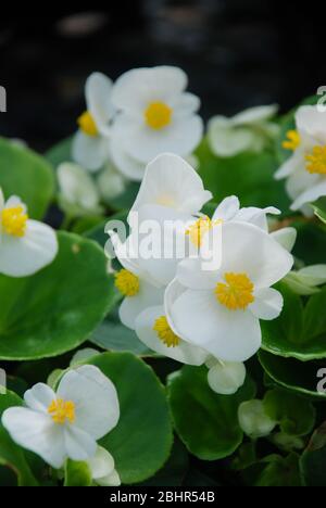 Begonien,semperflorens begonias,im Garten, eingetopfte Begonien Stockfoto