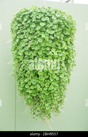 Dichondra Repens Pflanze wird in der Baumschule, hängende Pflanzen angebaut Stockfoto