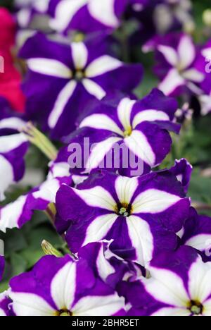 Petunia, Petunien im Tablett, Petunia im Topf, lila Sternfarbe Stockfoto