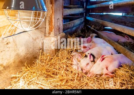 Neugeborene Gruppe von Ferkeln schlafen unter einer Wärmelampe auf einem niederländischen Bio-Bauernhof Stockfoto