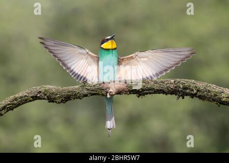 Europäischer Bienenfresser landet auf Ast (Merops apiaster) Stockfoto