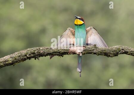 Europäischer Bienenfresser landet auf Ast (Merops apiaster) Stockfoto