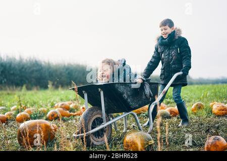 Ein lachendes Mädchen, das in einer Schubkarre sitzt und von einem Jungen durch ein Feld von Kürbissen geschoben wird. Stockfoto