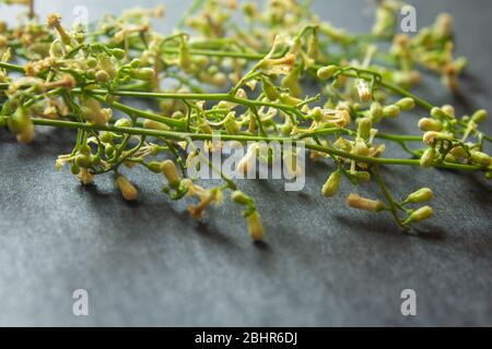 Nahansicht der Neem-Blüten (Azadirachta indica). Auch bekannt als Indischer Flieder Stockfoto