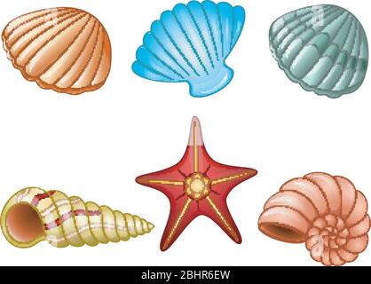 Muscheln und Seestar Stock Vektor