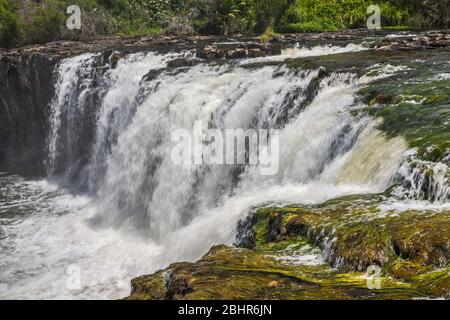 Haruru Falls, Waitangi River, in der Nähe von Paihia, Bay of Islands, Northland Region, North Island, Neuseeland Stockfoto