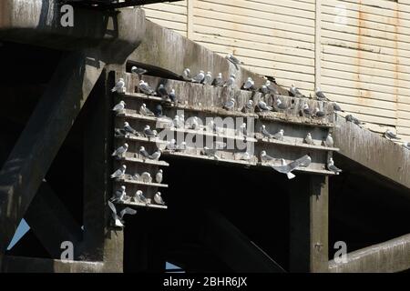 Kittiwakes auf Mumbles Pier, wo Leisten gebaut wurden, um das Nisten zu fördern Stockfoto