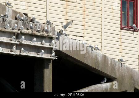 Kittiwakes auf Mumbles Pier, wo Leisten gebaut wurden, um das Nisten zu fördern Stockfoto