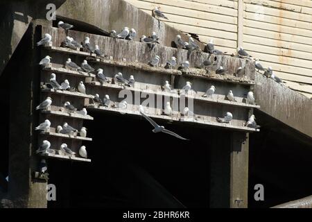 Kittiwakes auf Mumbles Pier, wo Leisten gebaut wurden, um das Nisten zu fördern Stockfoto