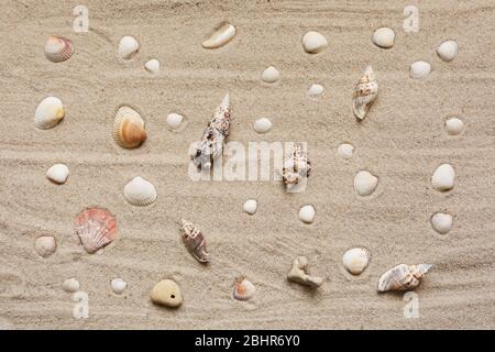 Vielfalt an schönen exotischen Muscheln auf Sand Hintergrund. Draufsicht. Stockfoto