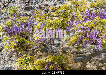 Lila Glyzinien hängenden Trauben Blüten im Frühjahr Stockfoto