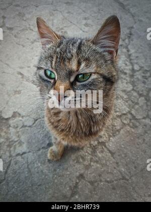 High-Angle-Ansicht Kätzchen voller Länge Porträt. Obdachlose Katze, wunderschöne grüne Augen, draußen auf einem gebrochenen Betonfuß sitzend, beiseite schauend. Intelligente gla Stockfoto