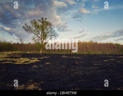Der frühe Frühling brannte die Vegetation der Wiese nahe dem Wald. Dunkle Asche auf dem Landboden nach Grasfeuern. Naturkatastrophen gefährden wilde Flora und Stockfoto