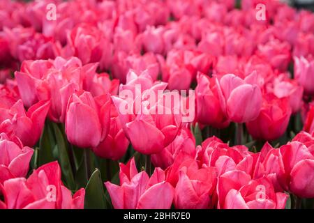 Farbenfrohe Nahaufnahme des Pink Tulps Garden, Mercer County, New Jersey, USA, Frühlingszwiebeln in der Grenze, Tulpen Garden Tulpe DT 2020 Stockfoto