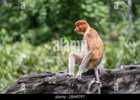 Porträt eines wilden Proboscis-Affen oder nasalis larvatus, im Regenwald der Insel Borneo, Malaysia, aus nächster Nähe. Erstaunlicher Affe mit einer großen Nase. Stockfoto