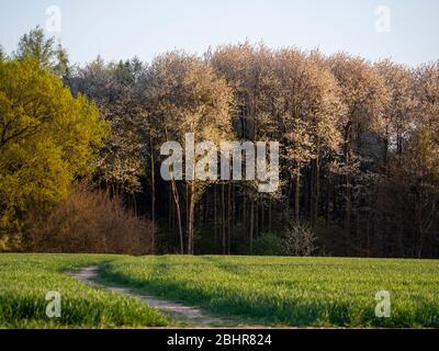 Ein Weg durch ein Maisfeld führt zu Wäldern mit frischen neuen Blättern auf den Laubbäumen und wilden Kirschblüten; blassblauen Himmel und wachsenden Mais. Stockfoto