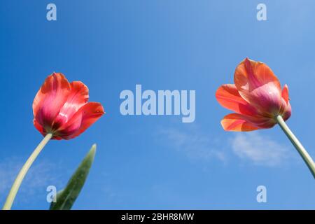 Hannover, Deutschland. April 2020. Tulpen finden sich in den Herrenhäuser Gärten. Die Herrenhäuser Gärten mussten wegen der Corona Pandemie für mehrere Wochen geschlossen werden. Kredit: Ole Spata/dpa/Alamy Live News Stockfoto