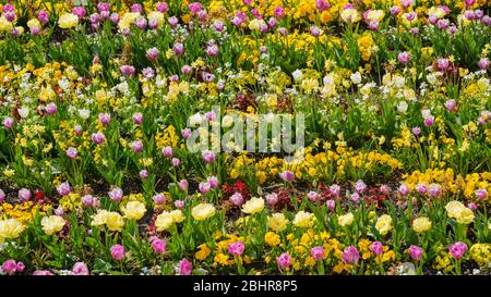 Hannover, Deutschland. April 2020. Tulpen und andere früh blühende Pflanzen finden sich in den Herrenhäuser Gärten. Die Herrenhäuser Gärten mussten wegen der Corona Pandemie für mehrere Wochen geschlossen werden. Kredit: Ole Spata/dpa/Alamy Live News Stockfoto