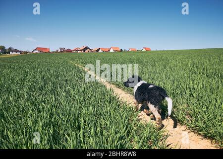 Welpen von tschechischen Berghund zu Fuß auf dem Weg gegen Dorf. Stockfoto