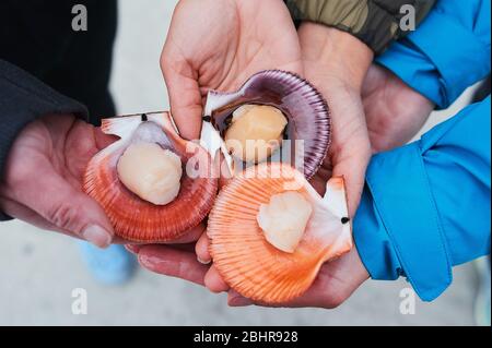 Muscheln oder Muscheln aus dem Meer werden auf dem Markt gefangen und für köstliche Speisen im persönlichen Zuhause oder im Restaurant zubereitet Stockfoto