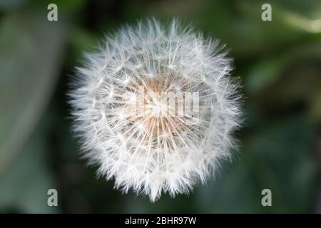 Schöner Löwenzahn-Samenkopf zeigt seine extrem feinen Details. Stockfoto