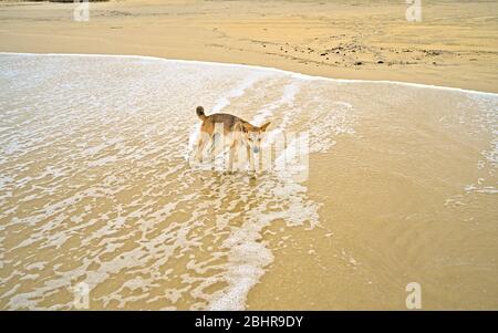 Wild Dingo auf Frazer Island nähert sich neugierig Stockfoto