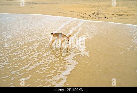 Wild Dingo auf Frazer Island nähert sich neugierig Stockfoto