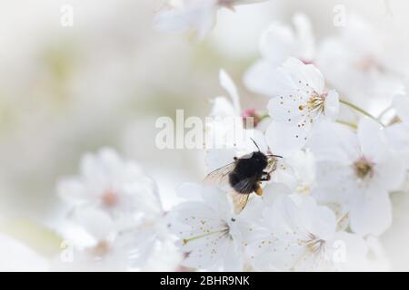 Hummel sammelt Nektar aus schöner Pfirsichblüte. Stockfoto