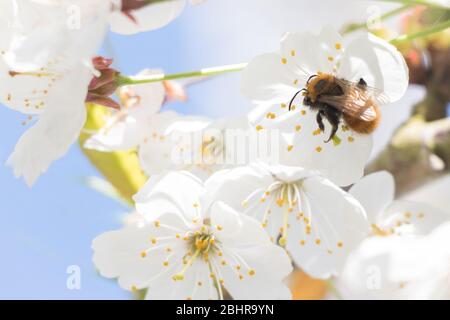 Hummel sammelt Nektar aus schöner Pfirsichblüte. Stockfoto