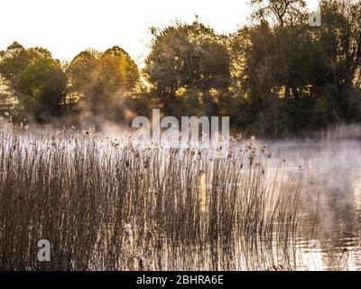 Die aufgehende Sonne durchdringt die Bäume und hinterleuchtet den Nebel am Coate Water in Swindon. Stockfoto