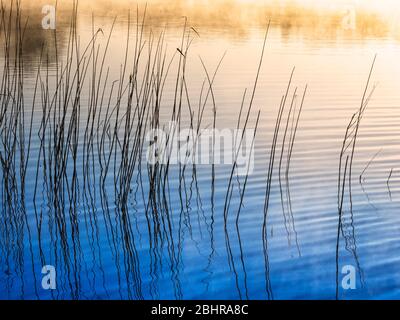 Ein einfaches, minimalistisches Bild, das an einem frühen nebligen Morgen durch Schilf am Seeufer aufgenommen wurde. Stockfoto