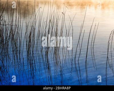 Ein einfaches, minimalistisches Bild, das an einem frühen nebligen Morgen durch Schilf am Seeufer aufgenommen wurde. Stockfoto