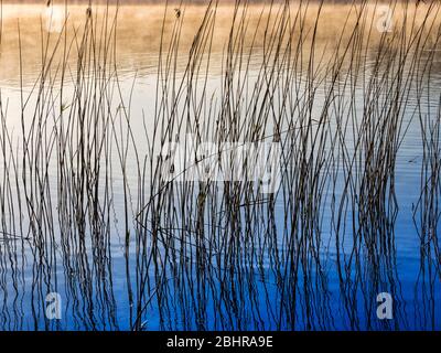 Ein einfaches, minimalistisches Bild, das an einem frühen nebligen Morgen durch Schilf am Seeufer aufgenommen wurde. Stockfoto