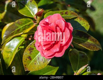 Rote Kamelie Blume Rubin Hochzeit in Blüte in einem Garten in Alsager Cheshire England Vereinigtes Königreich Großbritannien Stockfoto