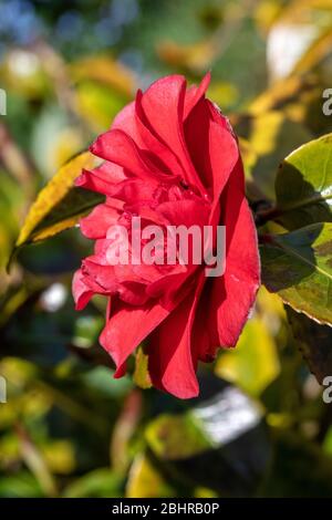 Rote Kamelie Blume Rubin Hochzeit in Blüte in einem Garten in Alsager Cheshire England Vereinigtes Königreich Großbritannien Stockfoto