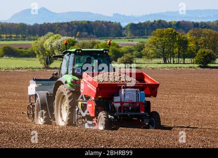 Traktor Pflanzung von Saatkartoffeln in landwirtschaftlichen Nutzpflanzen Feld mit Edinburgh Skyline in der Ferne, East Lothian, Schottland, Großbritannien Stockfoto