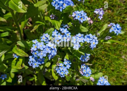Close up of Blue Forget Me Not nots Blume blühende Blumen in einer Gartengrenze im Frühling England Großbritannien Großbritannien Großbritannien Großbritannien Großbritannien Großbritannien Großbritannien Großbritannien Großbritannien Großbritannien Großbritannien Großbritannien Großbritannien Großbritannien Großbritannien Großbritannien Großbritannien Großbritannien Großbritannien Großbritannien Großbritannien Großbritannien Großbritannien Großbritannien Großbritannien Großbritannien Großbritannien Großbritannien Großbritannien Großbritannien Stockfoto